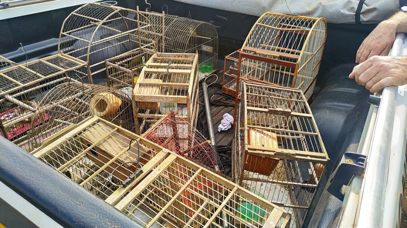 Fiscalização Ambiental apreende pássaros silvestres em cativeiro